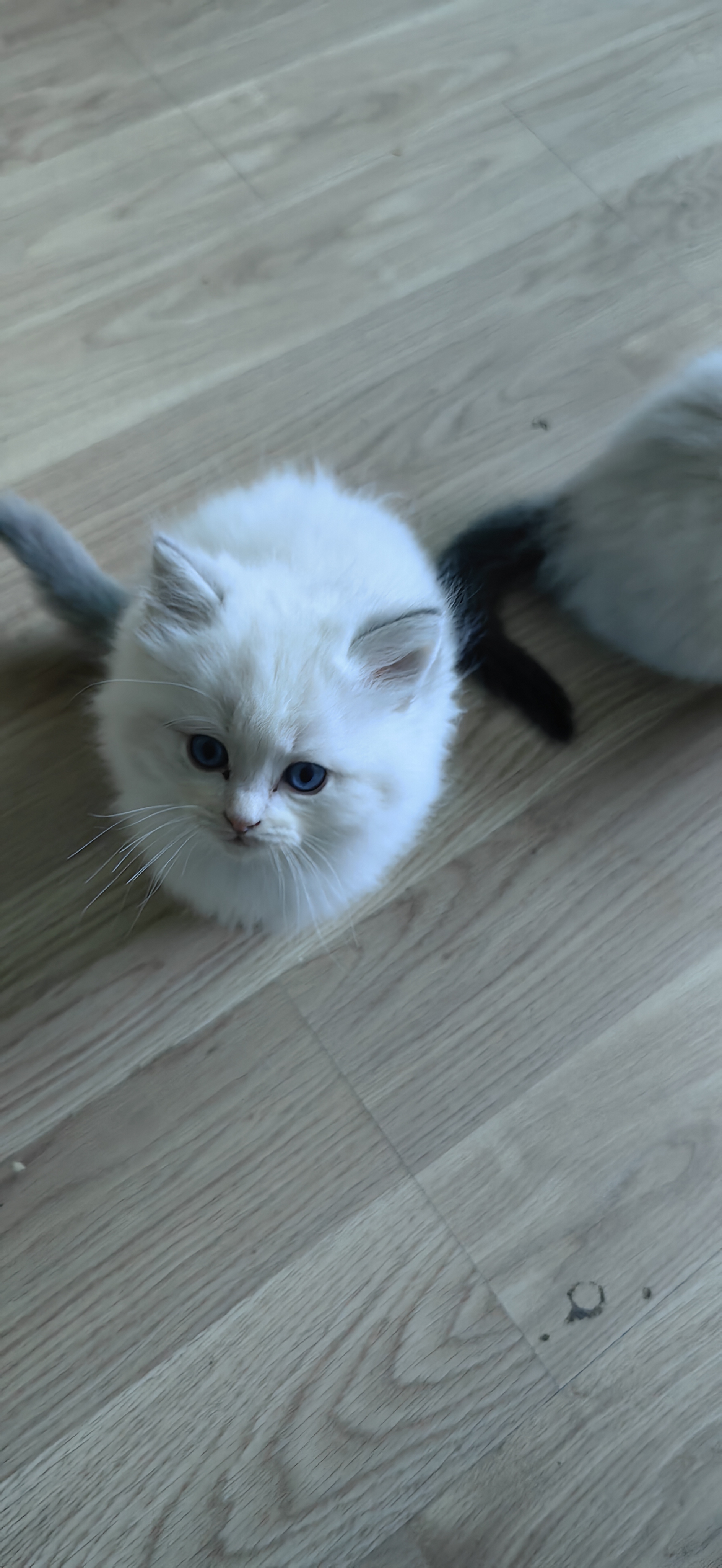 自家可爱纯种布偶猫，脸正